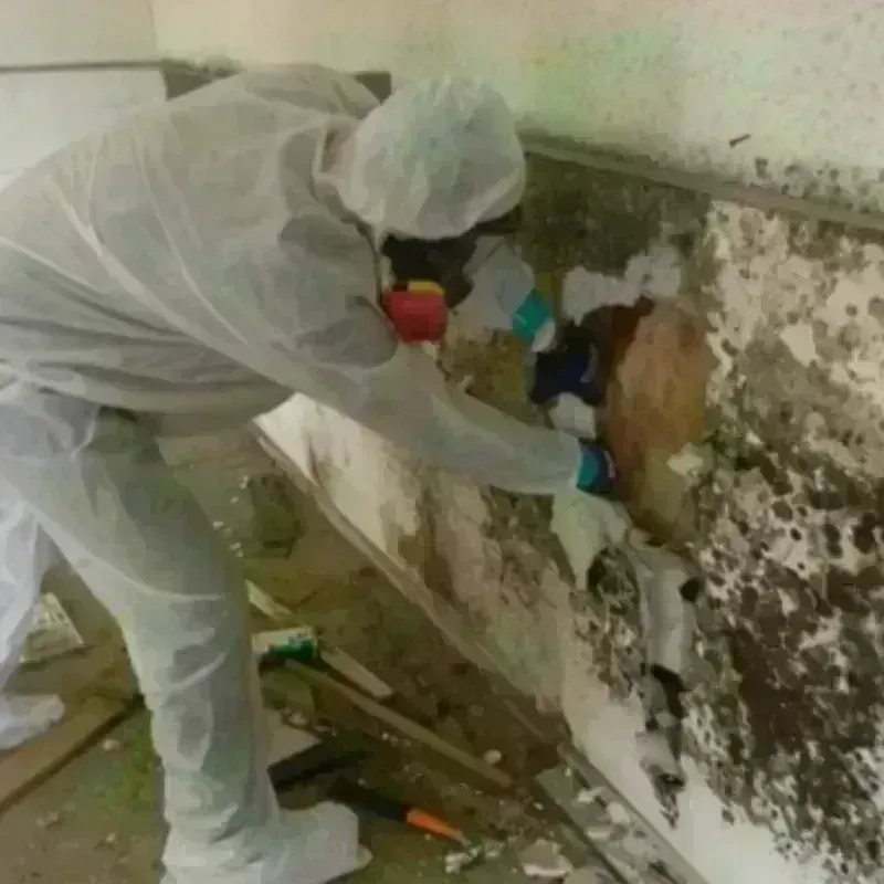 Mold Remediation and Removal in Island County, WA